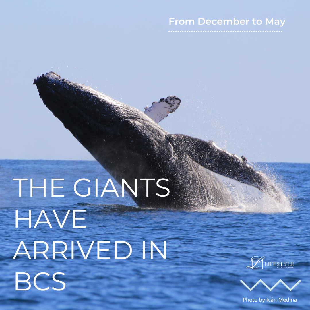 THE GIANTS HAVE ARRIVED IN BCSpng