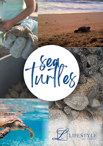 The Importance of Protecting Sea Turtles