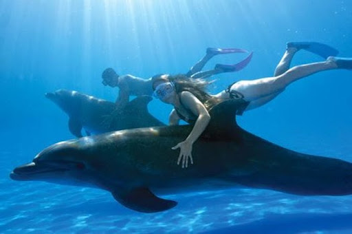 swimming-with-dolphins
